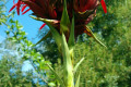 Gymea-lily-Doryanthes-excelsa-3-flower-spike