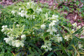 Hellebore-Dungwort-Stinking-Hellebore-Helleborus-foetidus-1