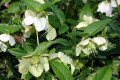 Hellebore-Dungwort-Stinking-Hellebore-Helleborus-foetidus-2