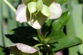 Hellebore-Dungwort-Stinking-Hellebore-Helleborus-foetidus-3