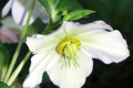 Hellebore-Dungwort-Stinking-Hellebore-Helleborus-foetidus-4