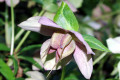 Hellebore-Dungwort-Stinking-Hellebore-Helleborus-foetidus-5