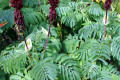 Honey-Flower-Tall-Honey-Bush-Melianthus-major