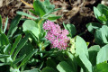 Ice-Plant-Sedum-spectabile