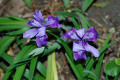 Iris-munzii-Iridaceae