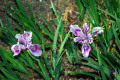 Iris-purdyi-Iridaceae