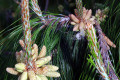 Mexican-Weeping-Pine-Pinus-patula-2