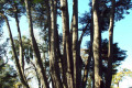 Monterey-Cypress-Cupressus-macrocarpa