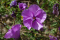 Native-hibiscus-Alyogyne-huegelii-Malvaceae