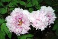 Peony-Paeonia-x-lemoinei-LEsperance