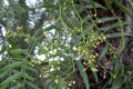 Peppercorn-Tree-Pepper-Tree-Schinus-molle-2