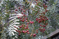 Peppercorn-Tree-Pepper-Tree-Schinus-molle-3