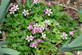 Pink-Oxalis-Oxalis-corymbosa