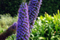 Pride-of-Madeira-Echium-candicans-1