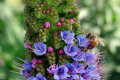 Pride-of-Madeira-Echium-candicans-2