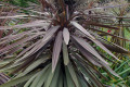 Purple-Cabbage-Tree-Cordyline-australis