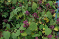 Purple-Torch-of-the-Clouds-Bartlettina-sordida-Eupatorium-atrorubens-1