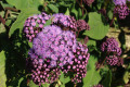 Purple-Torch-of-the-Clouds-Bartlettina-sordida-Eupatorium-atrorubens-2