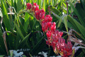 Queensland-Mountain-Lily-Giant-Spear-Lily-Doryanthes-palmeri