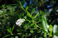 Red-Heart-Mountain-Lilac-Ceanothus-spinosus