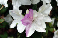 Rhododendron-Unusual-bi-coloured-bloom