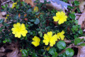 Rough-Guinea-flower-Hibbertia-aspera