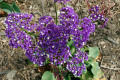 Seafoam-Statice-Purple-Statice-Sea-Lavender-Limonium-perezii-1