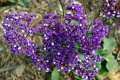 Seafoam-Statice-Purple-Statice-Sea-Lavender-Limonium-perezii-2