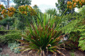 Spear-Lily-Doryanthes-palmeri-1