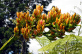 Spear-Lily-Doryanthes-palmeri-2