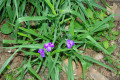 Spiderwort-Dayflower-Trinity-Flower-Tradescantia-virginiana-1