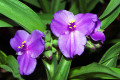 Spiderwort-Dayflower-Trinity-Flower-Tradescantia-virginiana-2