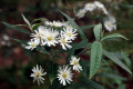 Starry-daisy-bush-Olearia-stellulata