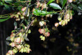 Sticky-Hop-bush-Dodonaea-viscosa