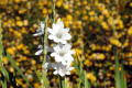 Watsonia-white-form