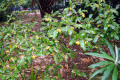 Wild-Yellow-Jasmine-Yellow-Pittosporum-Pittisporum-revolutum-1