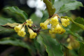 Wild-Yellow-Jasmine-Yellow-Pittosporum-Pittisporum-revolutum-2