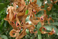 Acacia-falciformis-Broad-leaved-Hickory-Hickory-Wattle-seed-pods