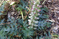 Acanthus-spinosus-Acanthaceae-1