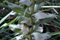 Acanthus-spinosus-Acanthaceae-2