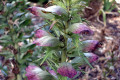 Acanthus-spinosus-Acanthaceae-3