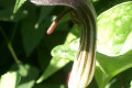 Arisarum-vulgare-Friars-Cowl