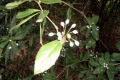 Barberry-Berberis-Berberidaceae-1