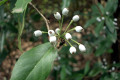 Barberry-Berberis-Berberidaceae-2