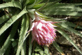 Bromeliad-Aechmea-macrochlamys