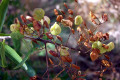 Bursaria-spinosa-pods-1