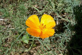 Californian-Poppy-Eschscholzia-californica-Papaveraceae