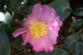 Camellia-sasanqua-Shichi-fukujin-Theaceae