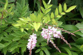 Chinese-Indigo-Indigofera-decora-1