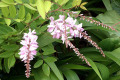 Chinese-Indigo-Indigofera-decora-2